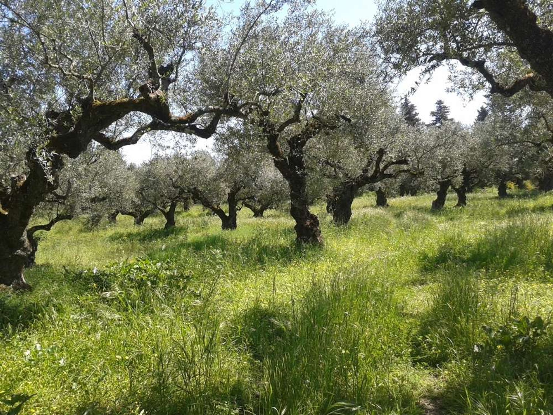 Condomínio no Gaitani, Ionia Nisia 11723852