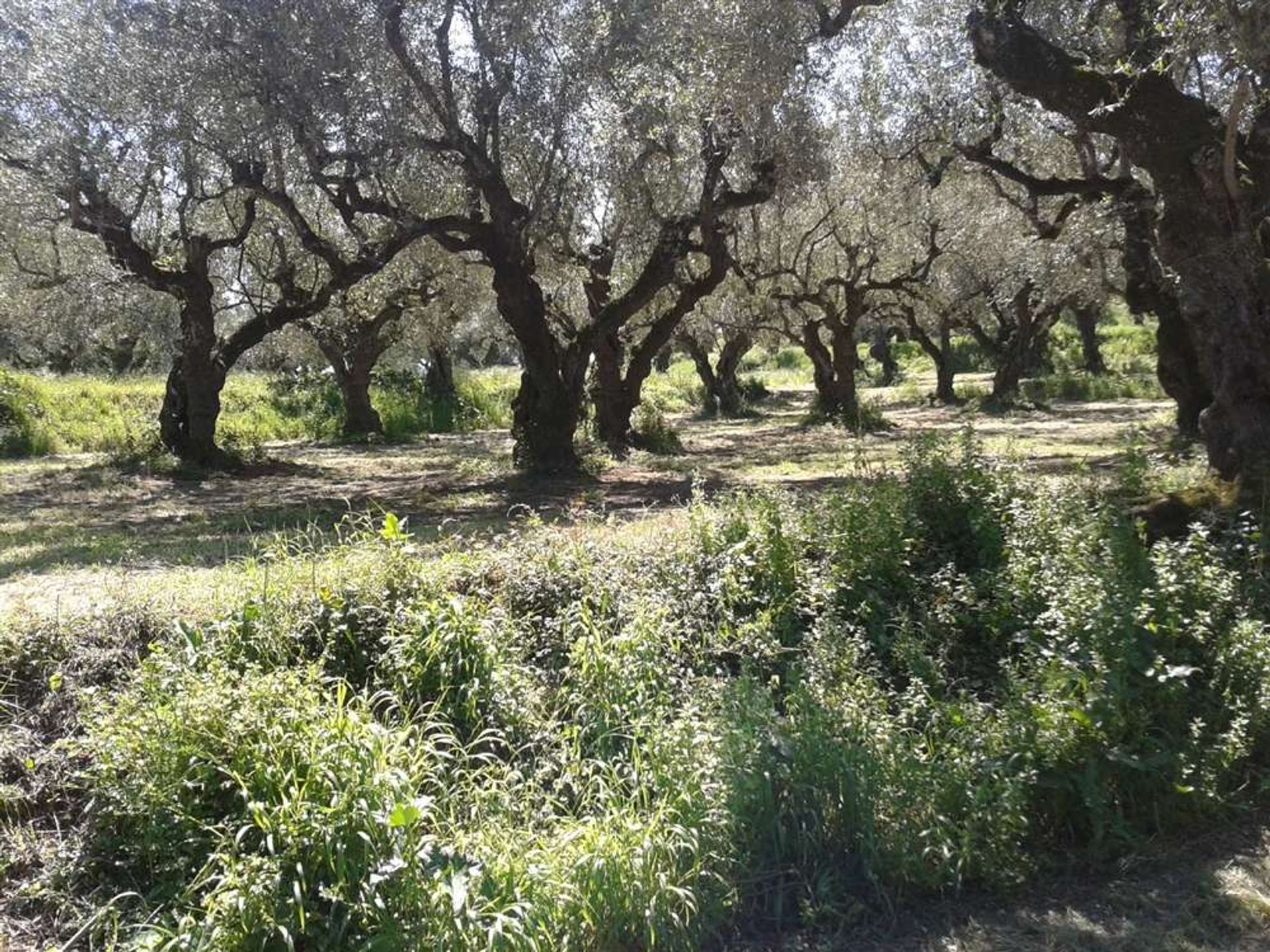 Condomínio no Gaitani, Ionia Nisia 11723852