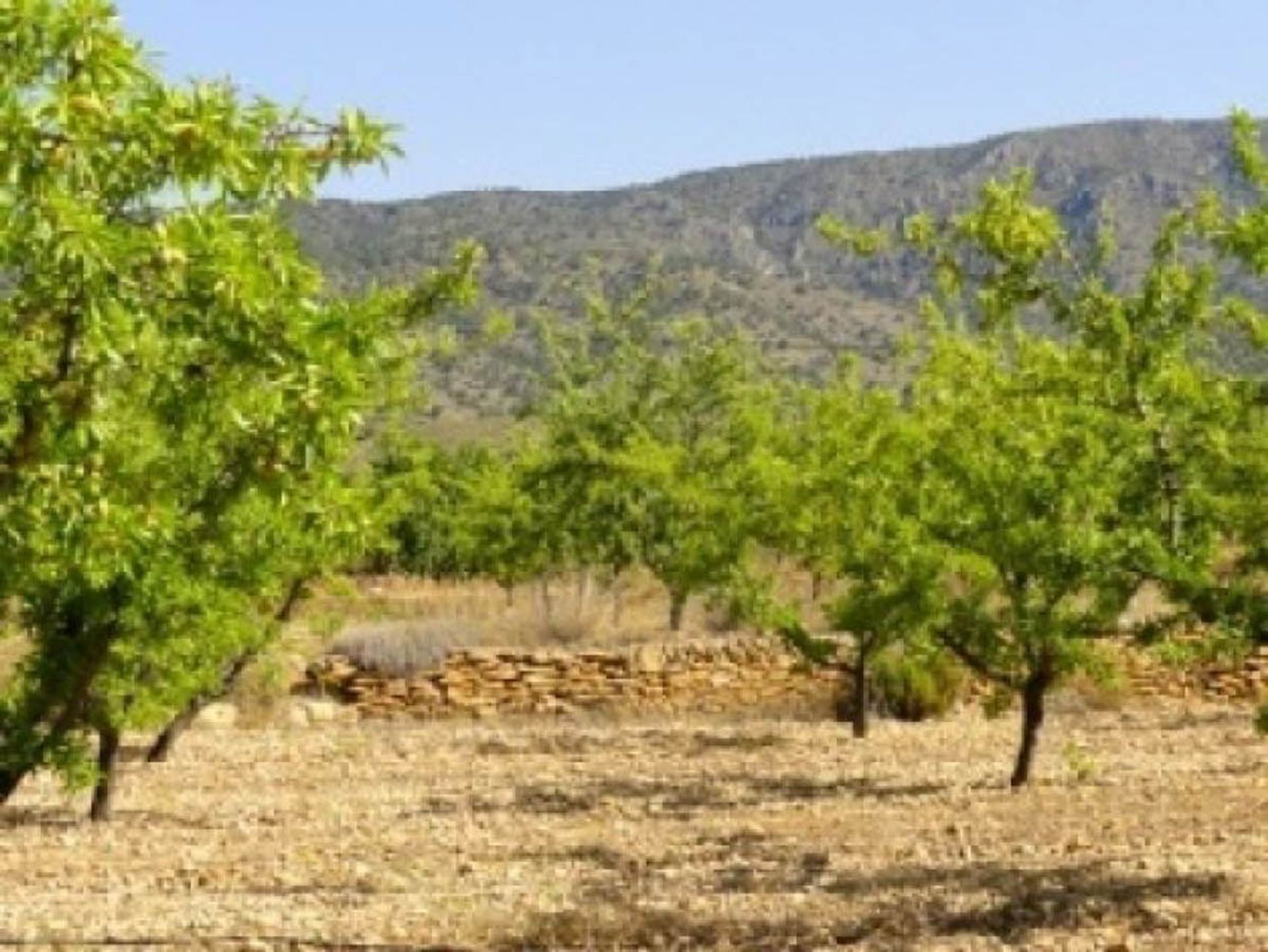 بيت في Pinoso, Comunidad Valenciana 11729061