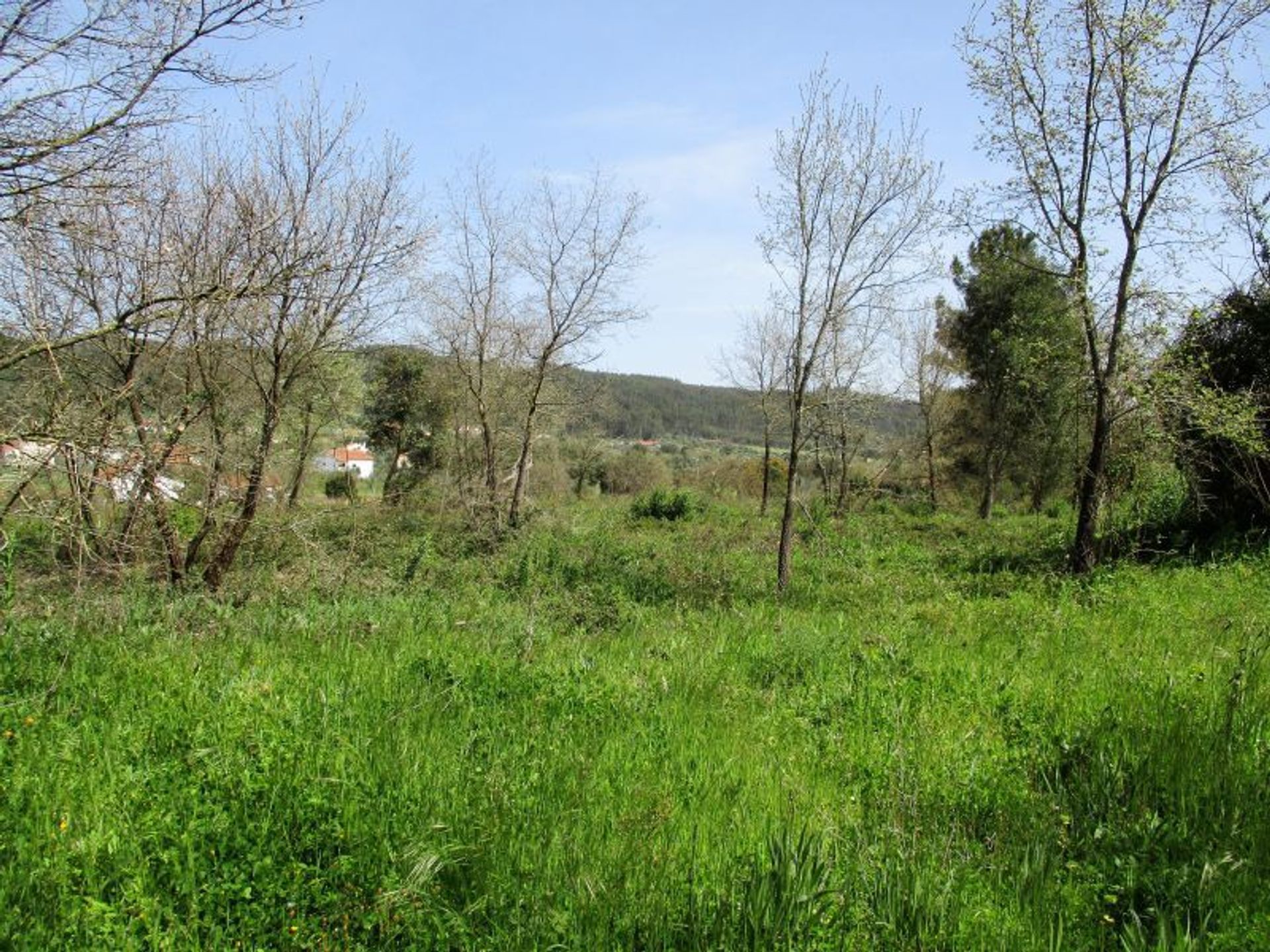 Andere in Alviobeira, Santarém 11733439