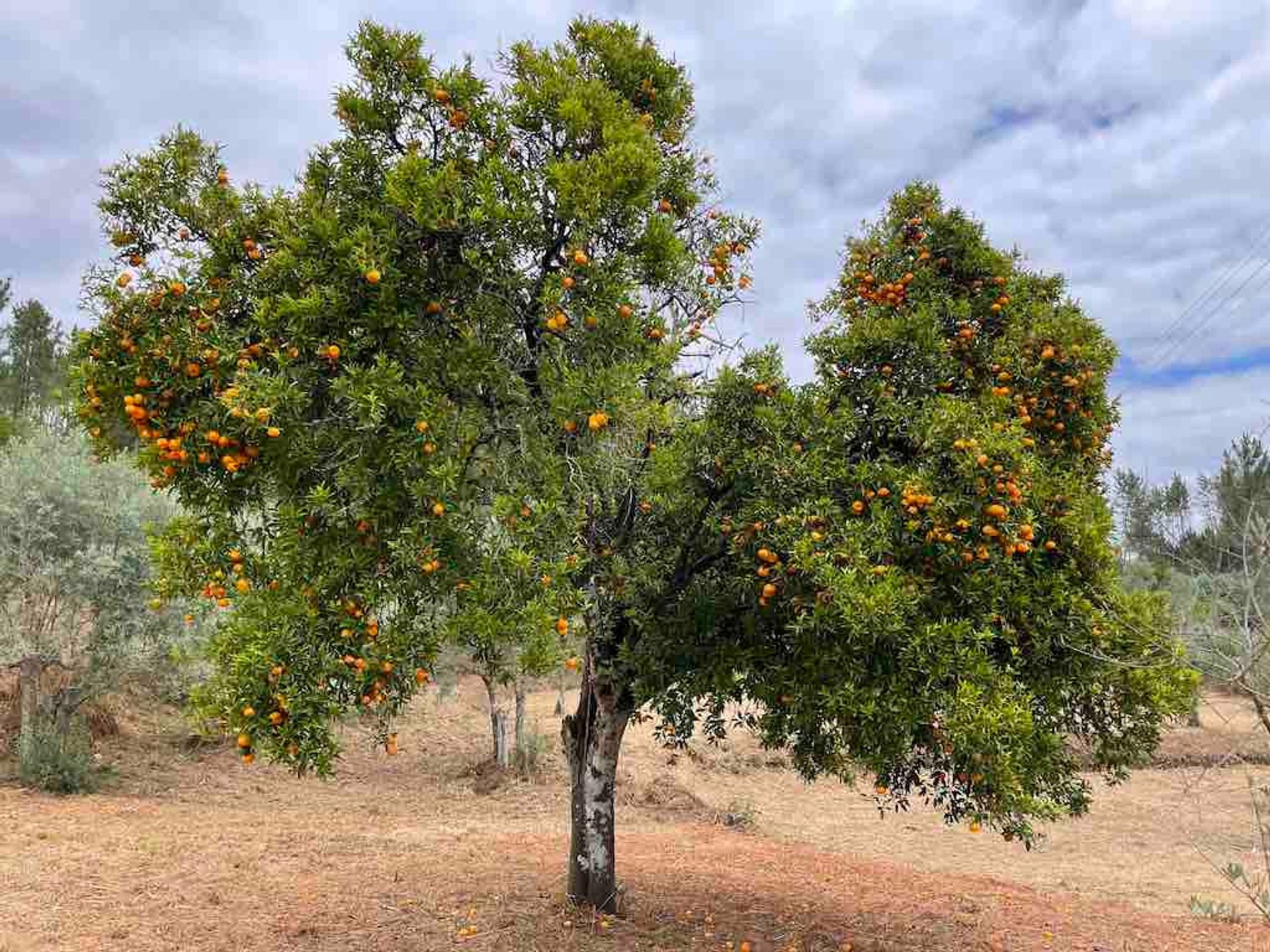 Будинок в Ferreira do Zêzere, Santarém 11733491