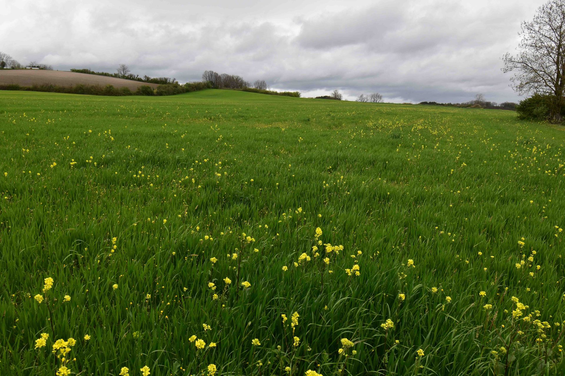 Land im Boisse, Neu-Aquitanien 11736858