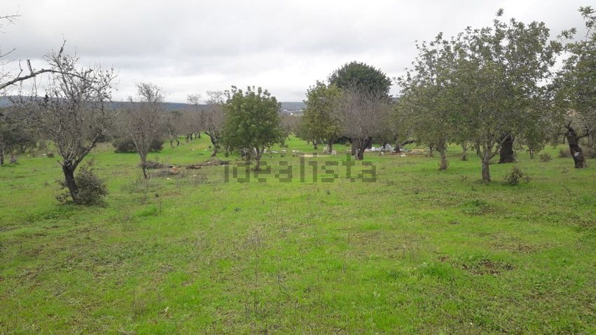 Land in Pera, Faro 11739664