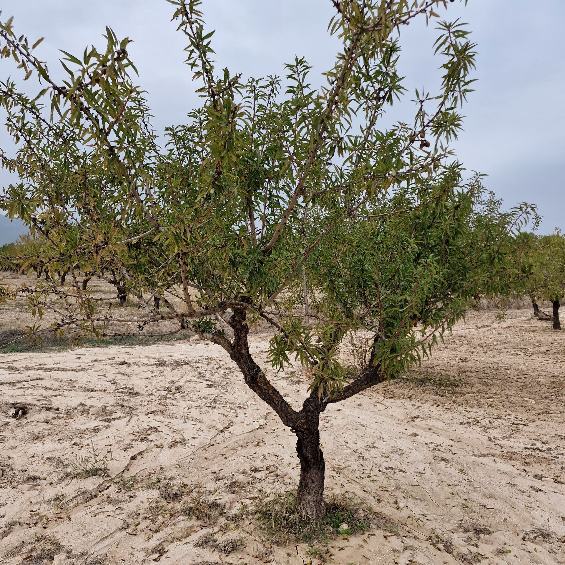 Γη σε Ulea, Región de Murcia 11739800