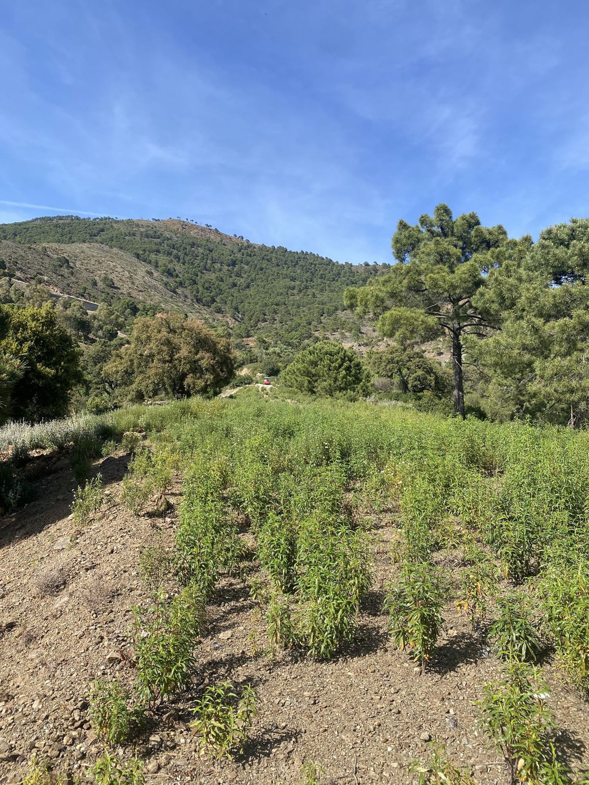 Terre dans Benahavís, Andalucía 11742083