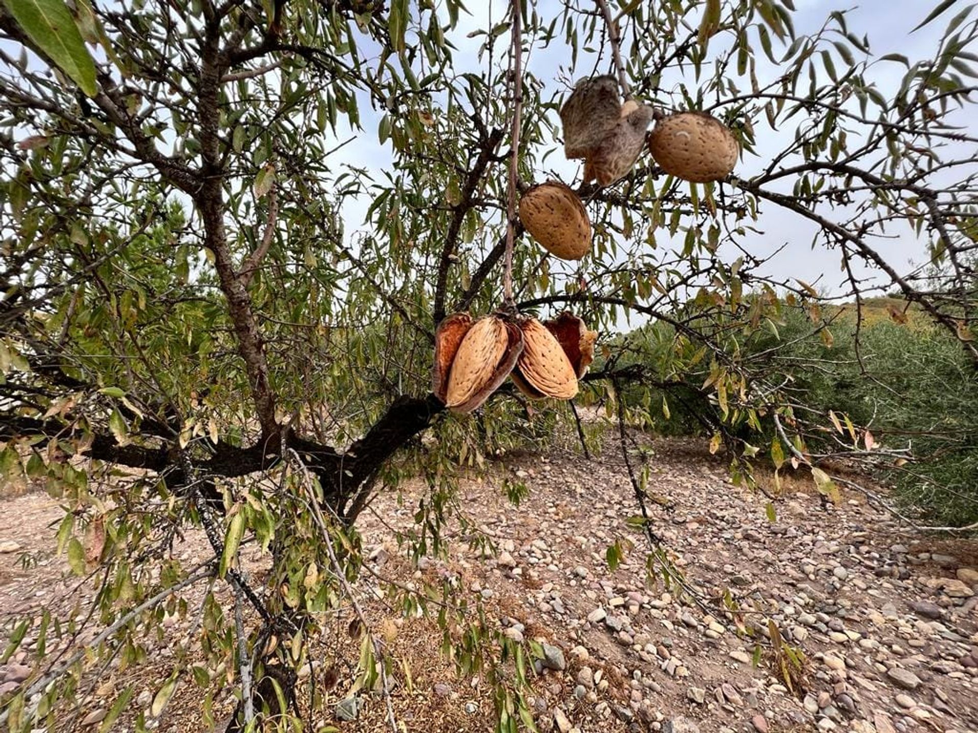 σπίτι σε Carrascoy-La Murta, Region of Murcia 11751154