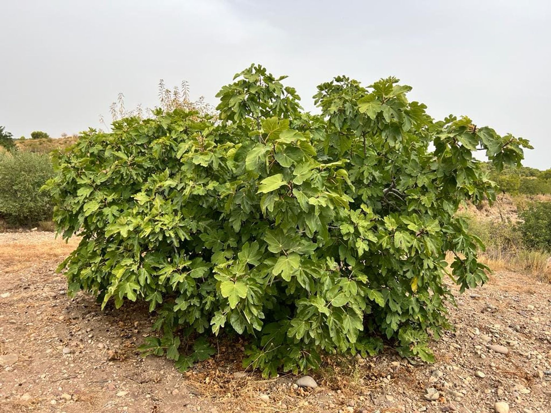 σπίτι σε Carrascoy-La Murta, Region of Murcia 11751154