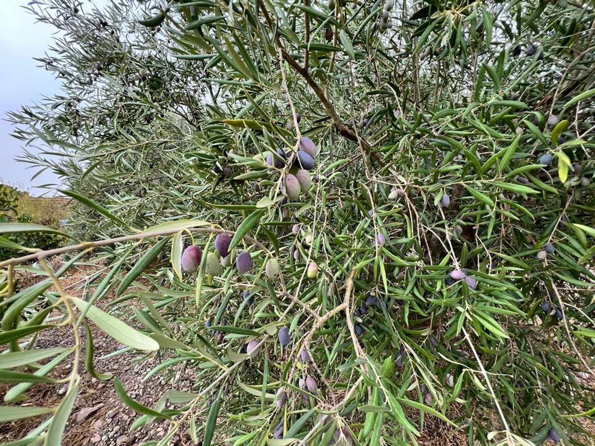 σπίτι σε Carrascoy-La Murta, Region of Murcia 11751154