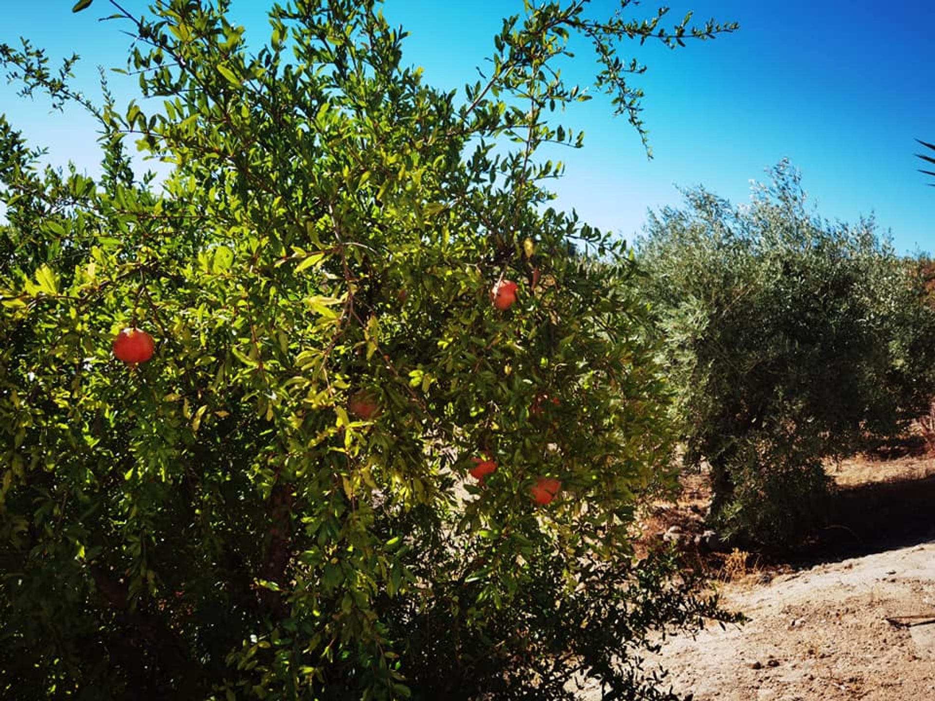 σπίτι σε Carrascoy-La Murta, Region of Murcia 11751154