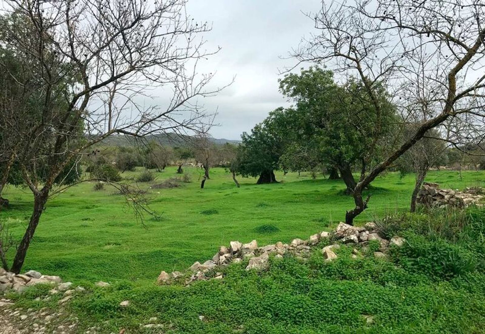 Tanah di São Brás de Alportel, Faro 11753715