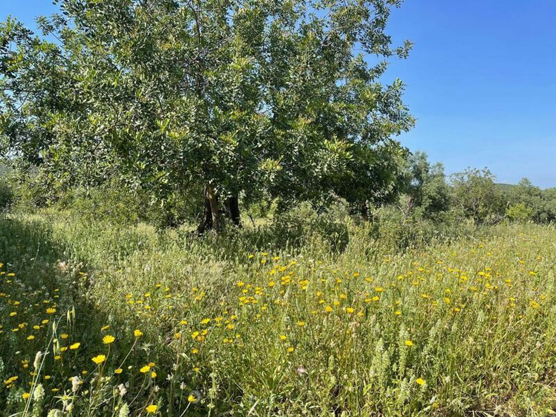 土地 在 São Brás de Alportel, Faro 11753715