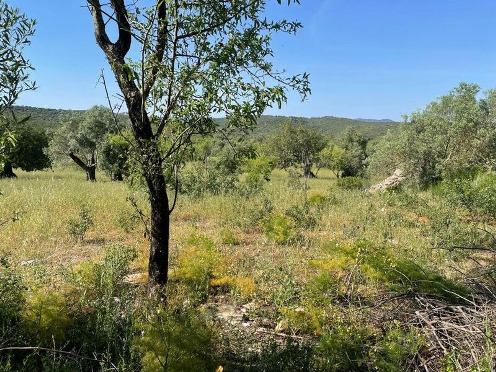 土地 在 São Brás de Alportel, Faro 11753715