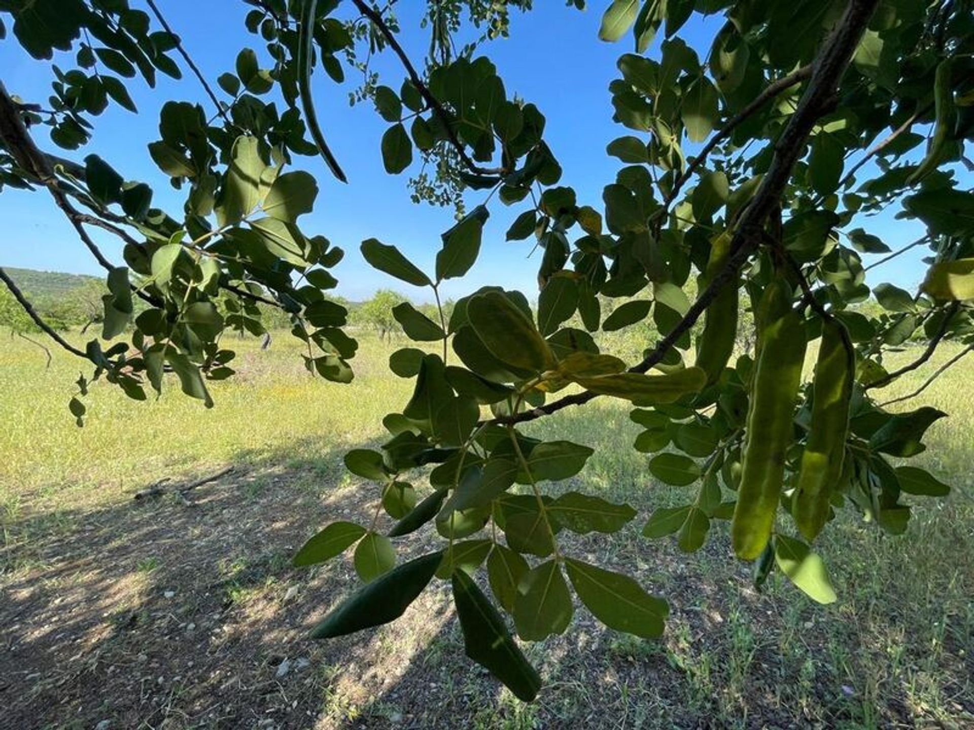 Tanah di São Brás de Alportel, Faro 11753715