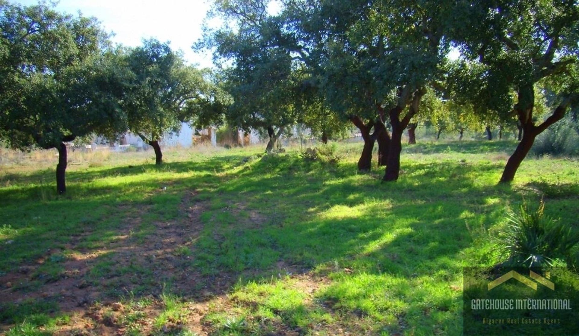 Tierra en Sao Lourenço, Faraón 11753853