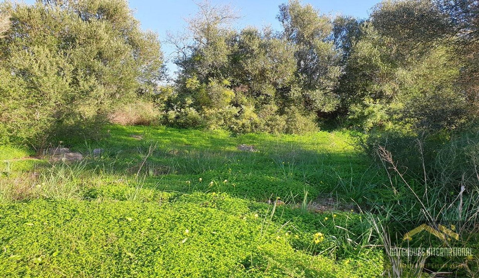 Tanah di Sao Bartolomeu de Messines, Faro 11754150