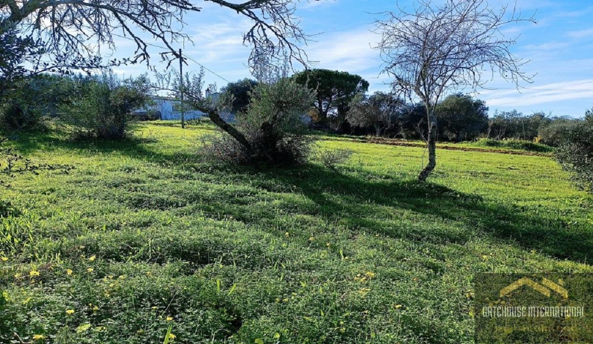 Terre dans São Brás de Alportel, Faro 11754243