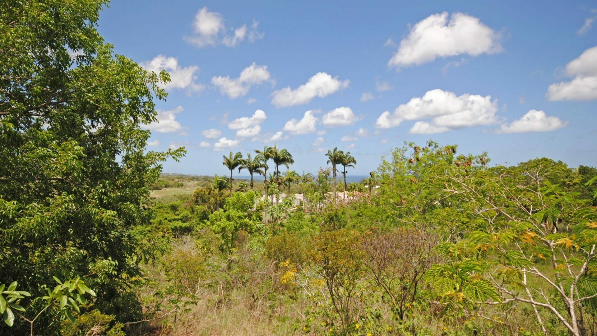 Land in Westmoreland, Saint James 11761877