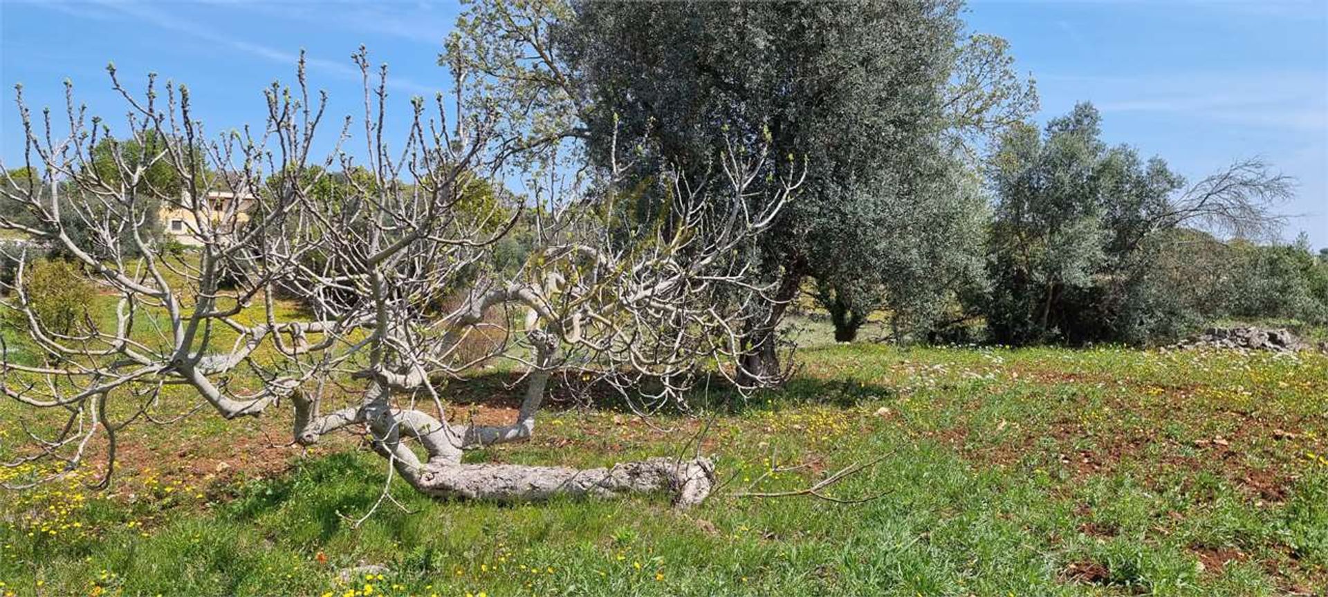 भूमि में Ostuni, Apulia 11770803