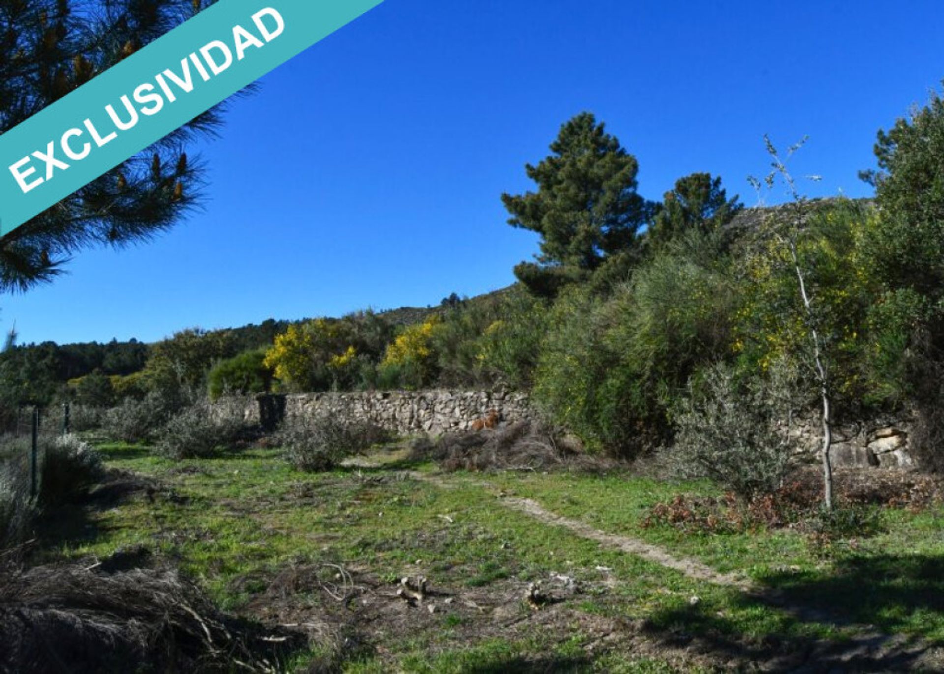 Land i Acebo, Extremadura 11782934