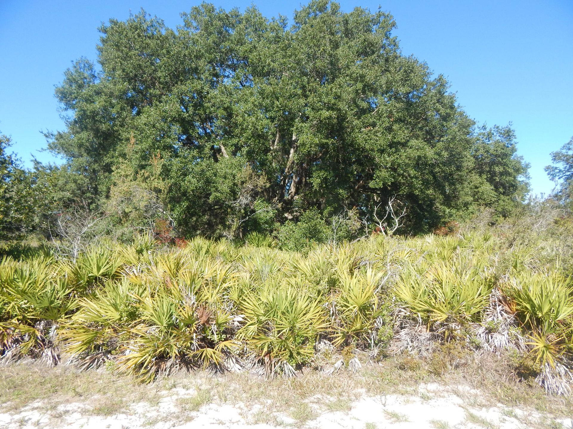 Комерційний в Lake Wales, Florida 11783060