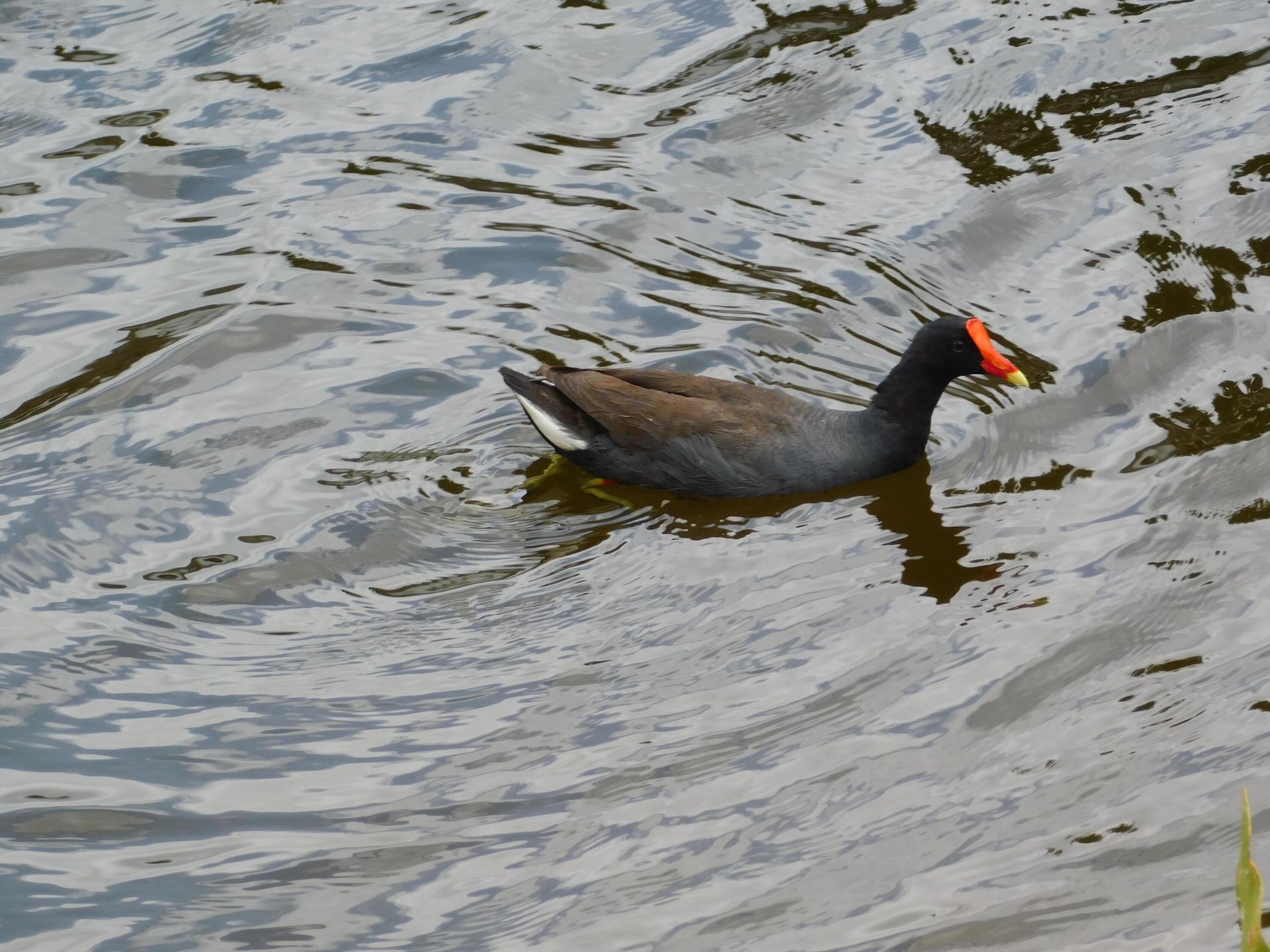 Osakehuoneisto sisään Boynton Beach, Florida 11784144