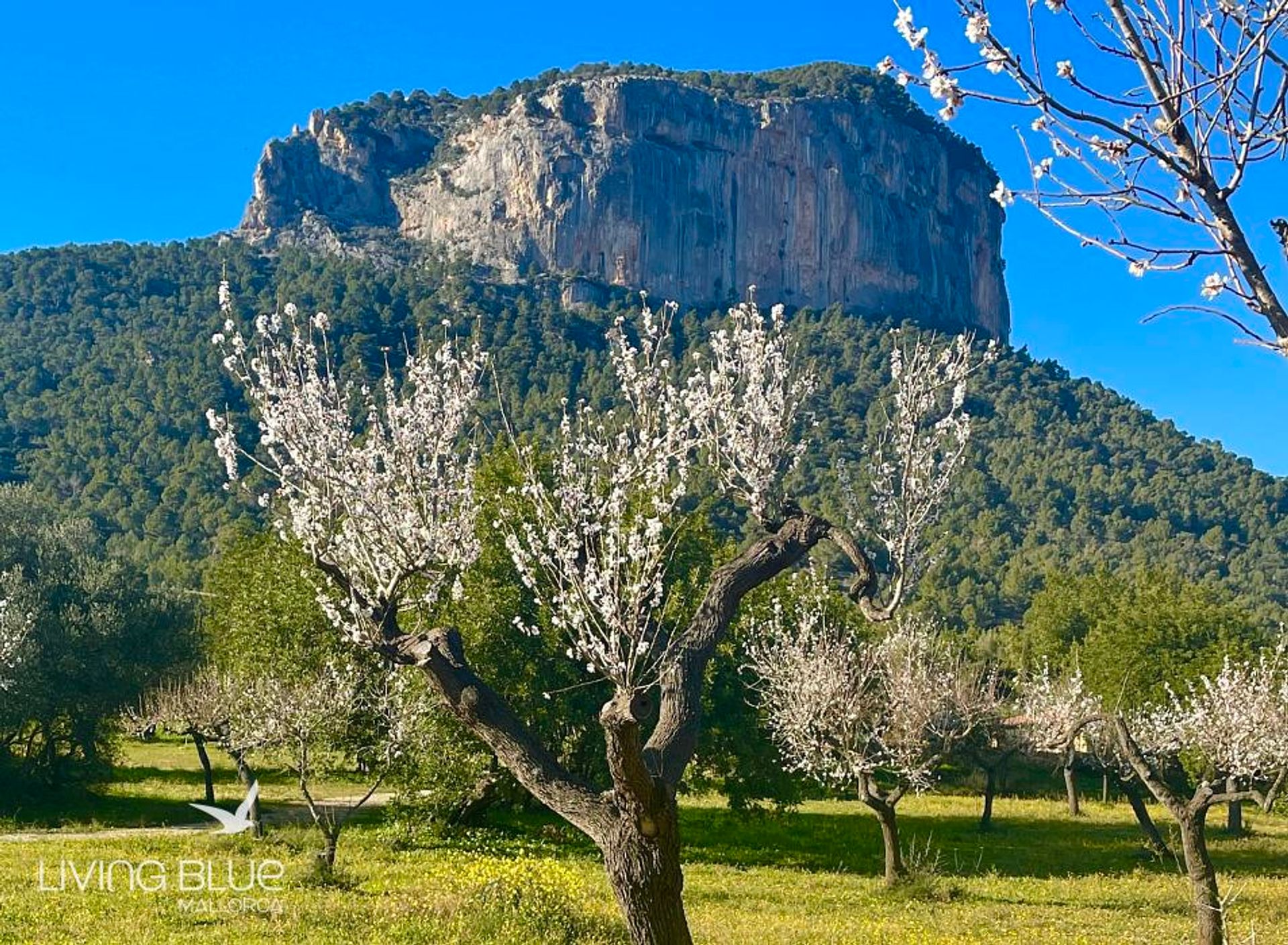 σπίτι σε Alaro, Βαλεαρίδες Νήσοι 11789216