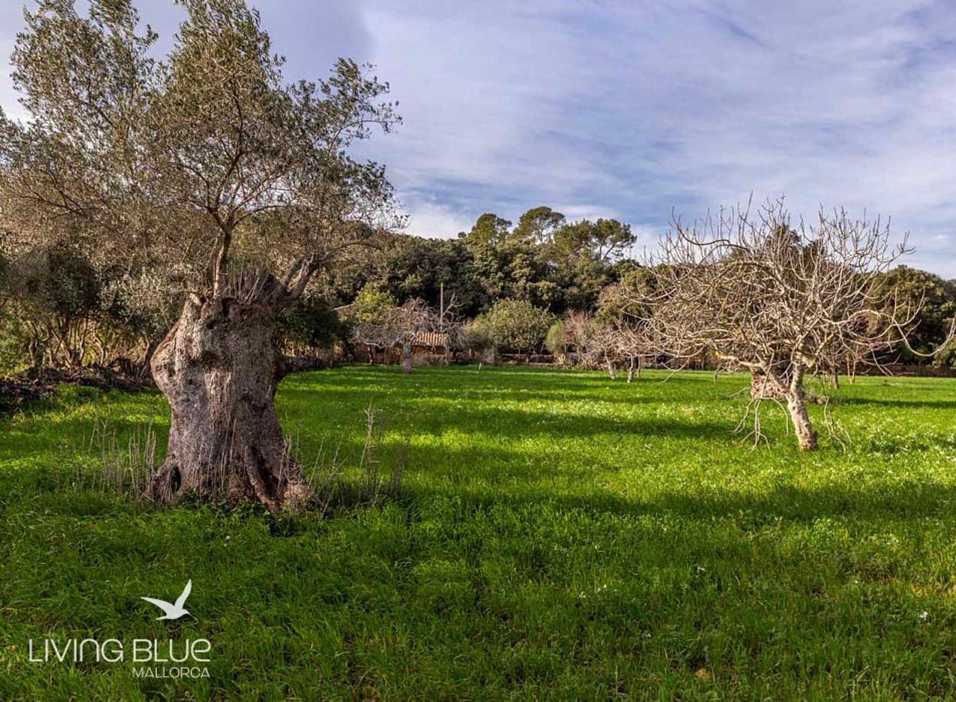 Annen i Pollença, Balearic Islands 11789381