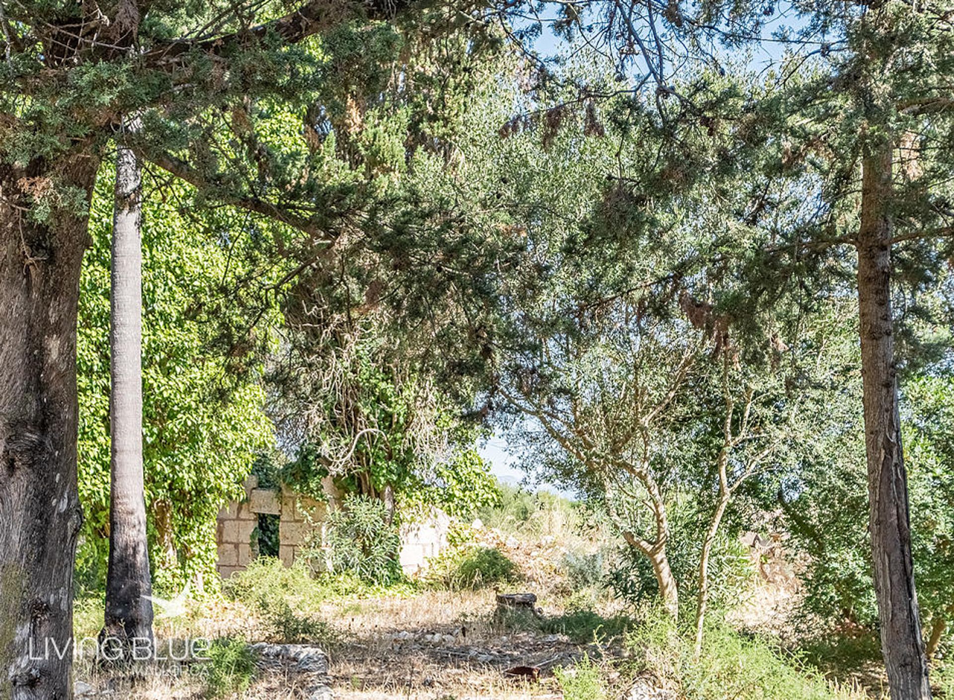 Yang lain dalam Llubí, Balearic Islands 11789825