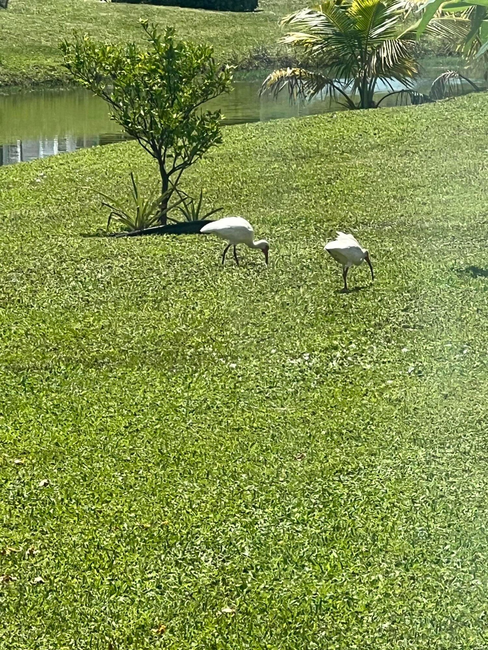 Osakehuoneisto sisään West Palm Beach, Florida 11791746