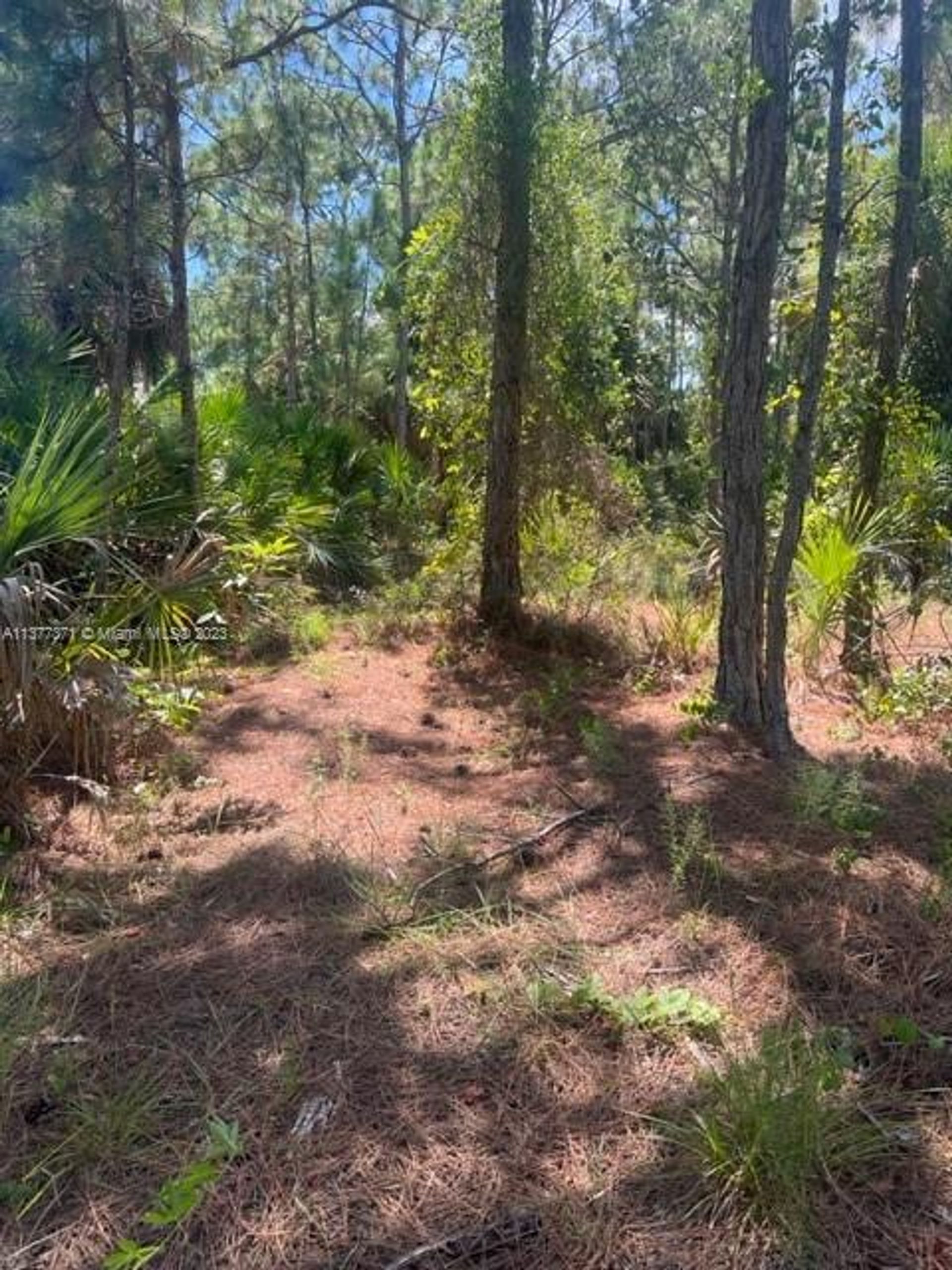 Tierra en bahía de palma, Florida 11791800