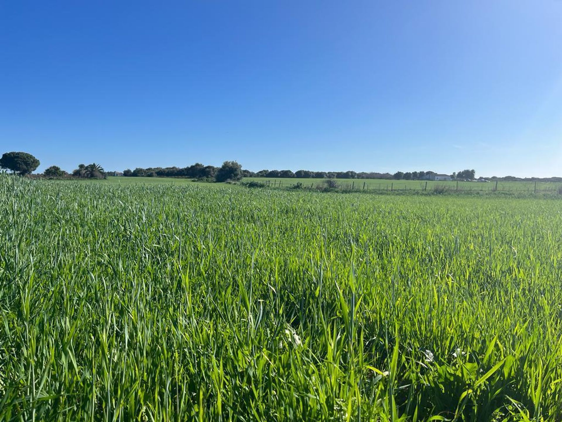 Land i Chiclana de la Frontera, Andalusia 11793835