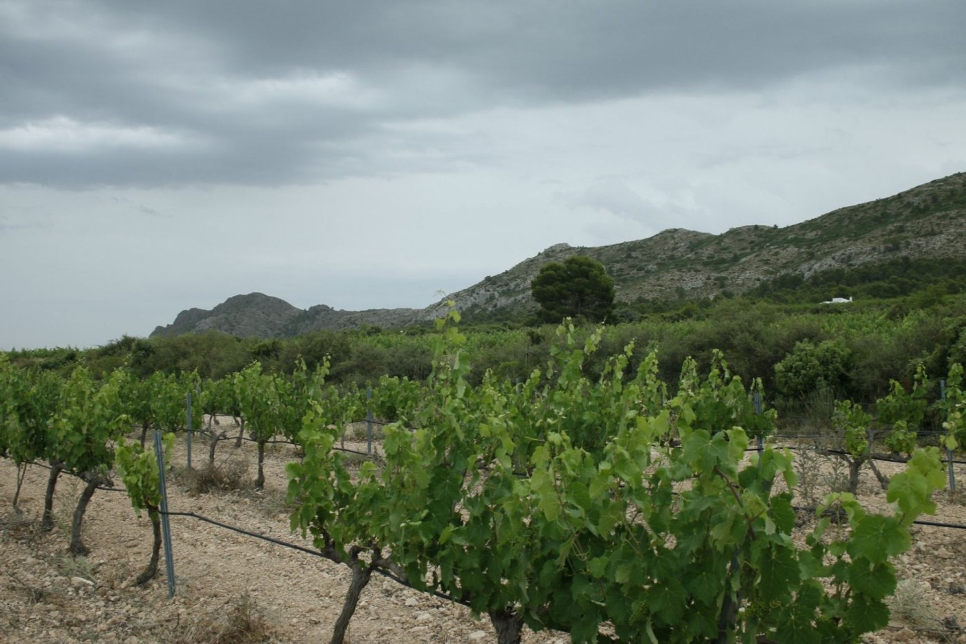 loger dans Yecla, Región de Murcia 11794332