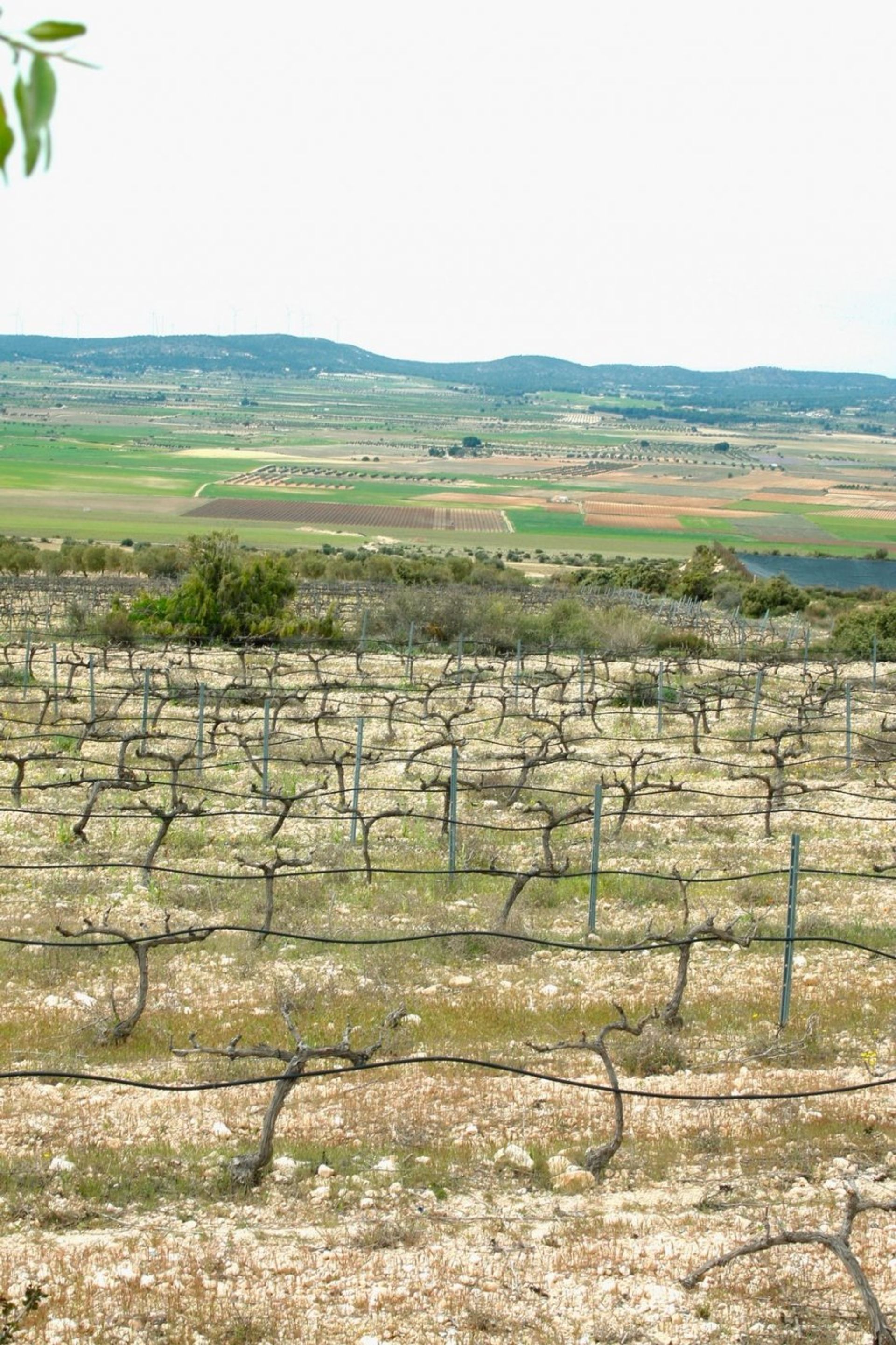 房子 在 Yecla, Región de Murcia 11794334