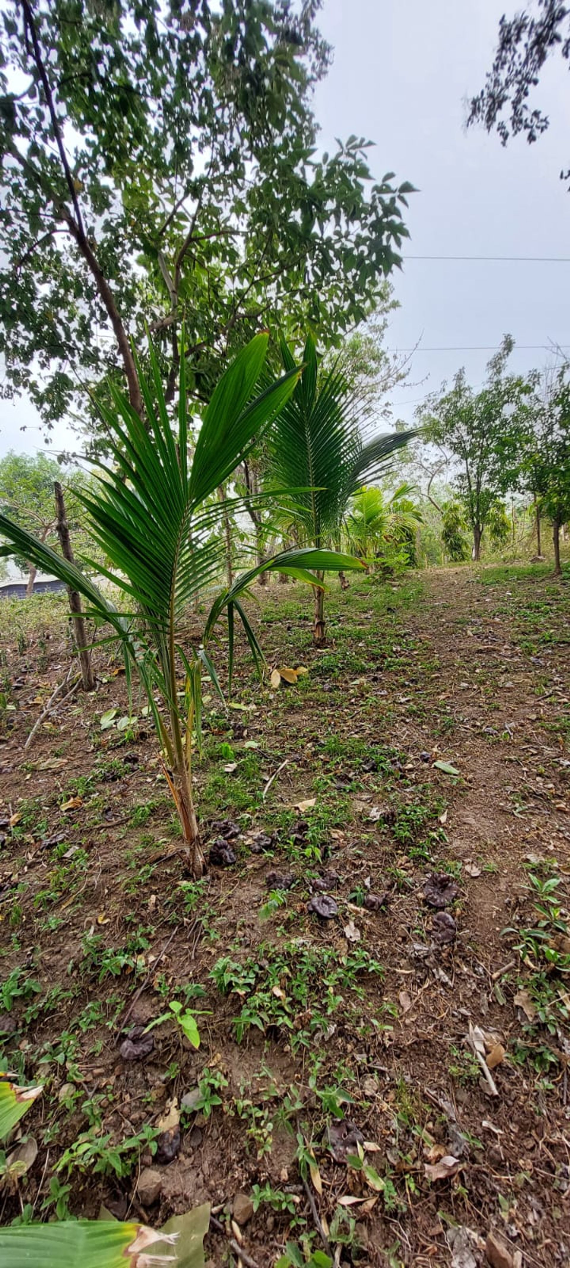 Rumah di Masatepe, Masaya 11811093