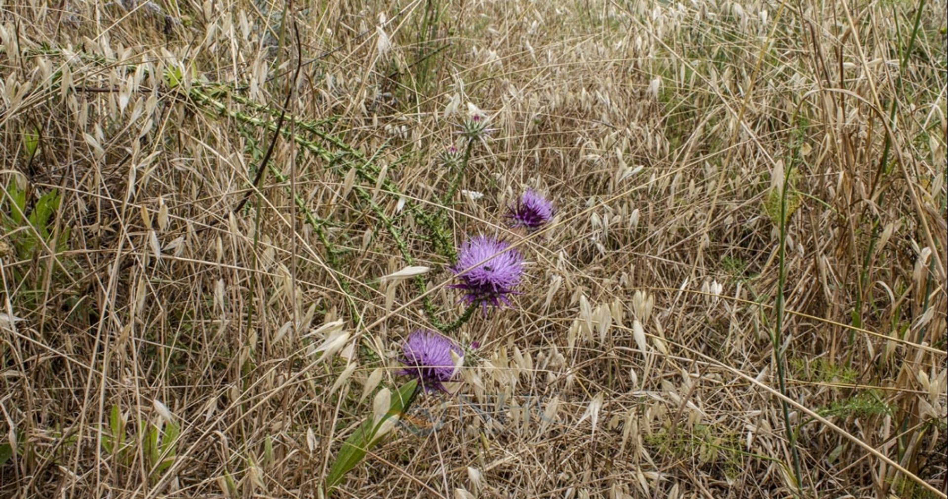 σπίτι σε Polemi, Paphos 11816708