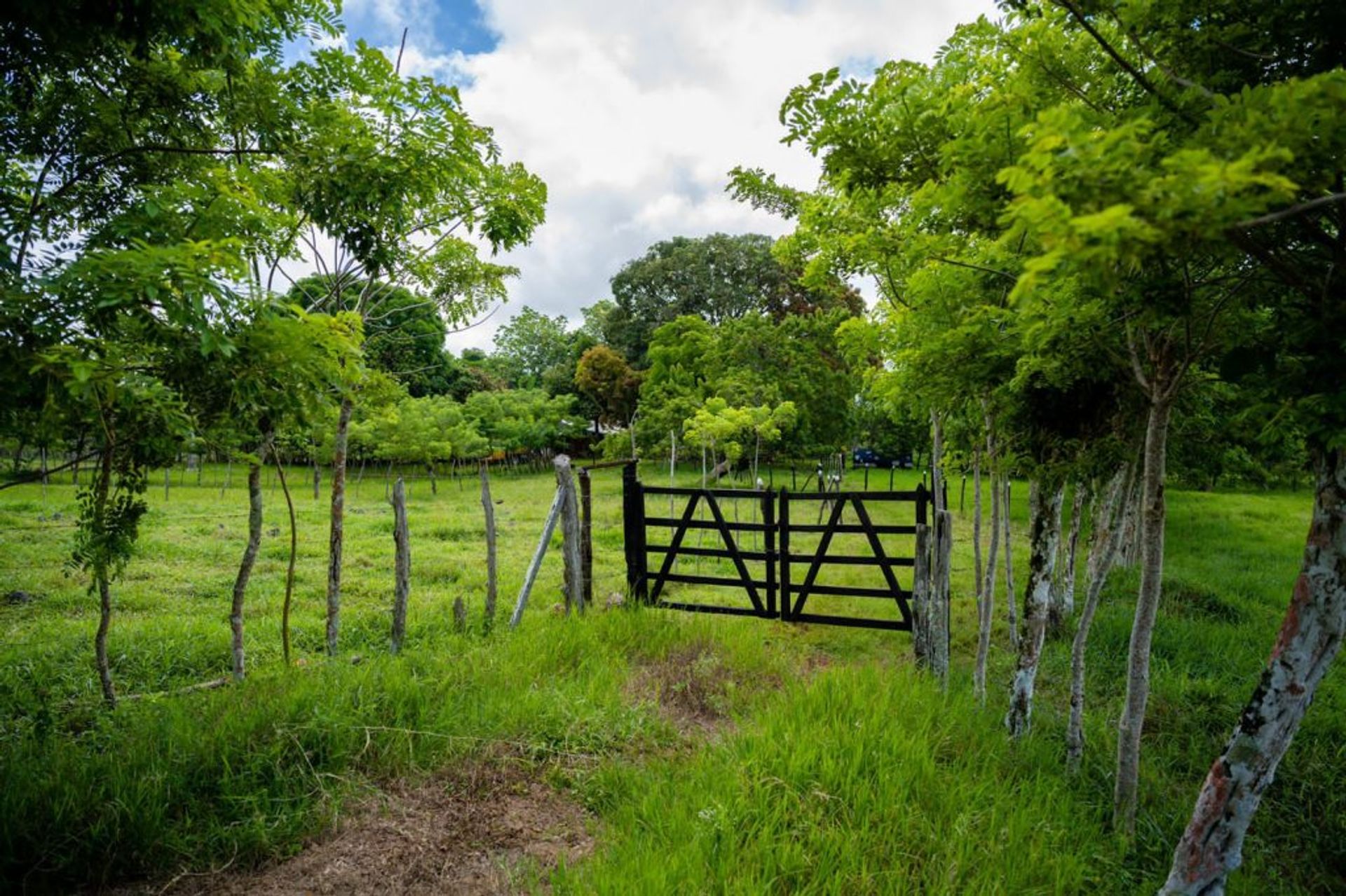 Land in Cañada Blanca, Valdesia 11825265