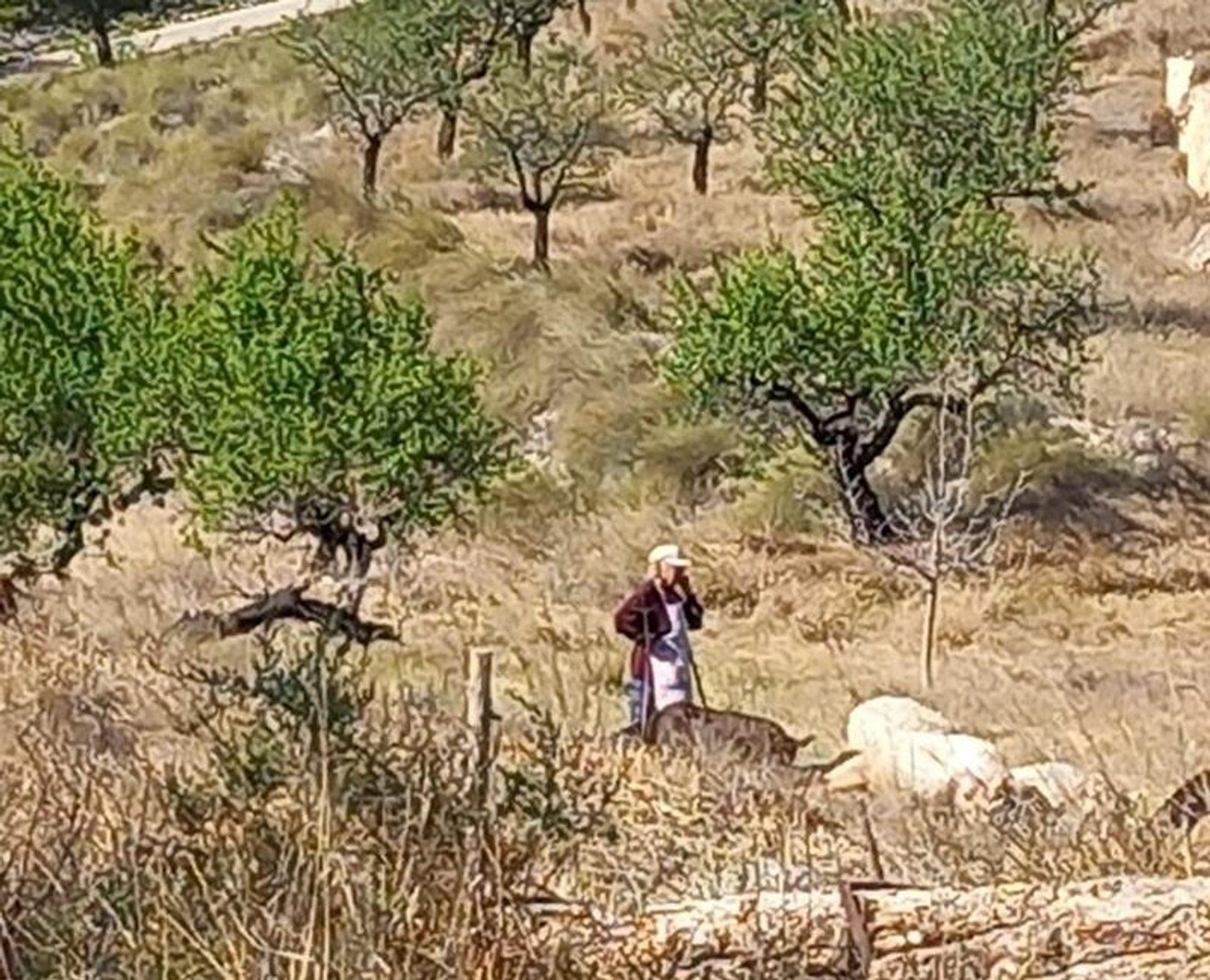 loger dans El Fondó de les Neus, Valencian Community 11830285