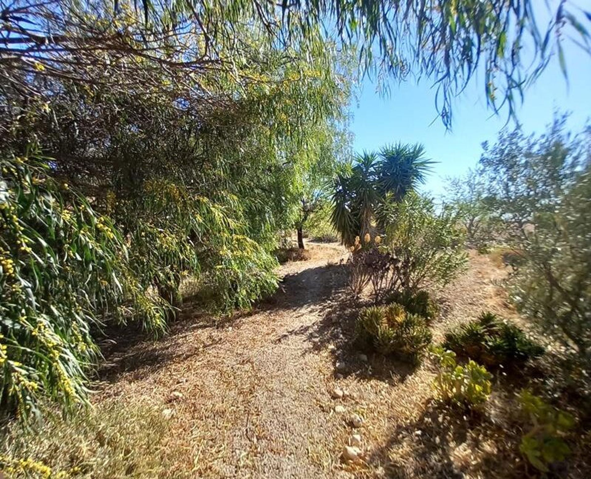 loger dans El Fondó de les Neus, Valencian Community 11830285