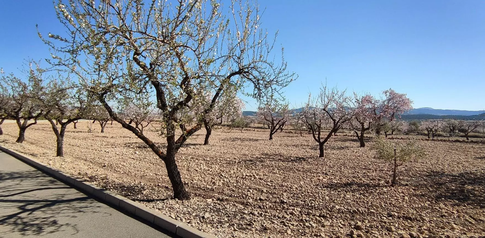 بيت في Pinoso, Valencian Community 11830316