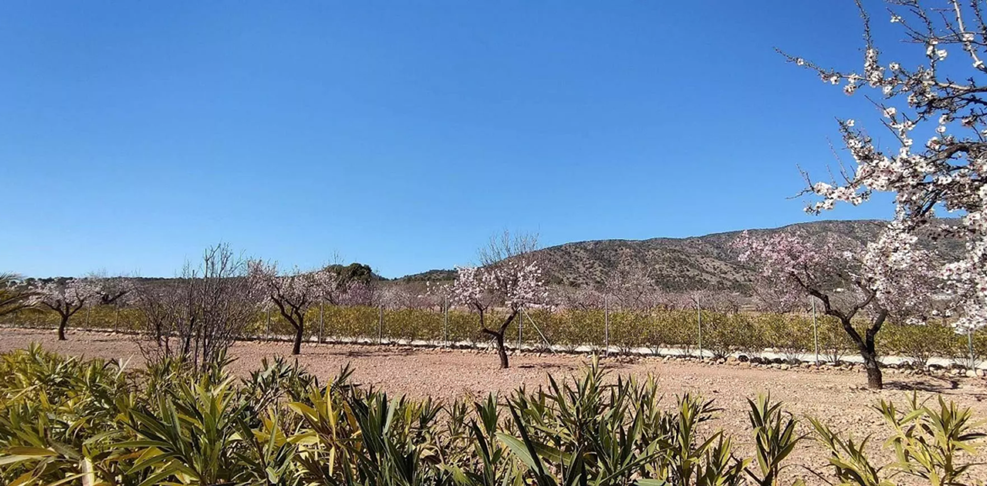 Casa nel Pinoso, Valencian Community 11830316