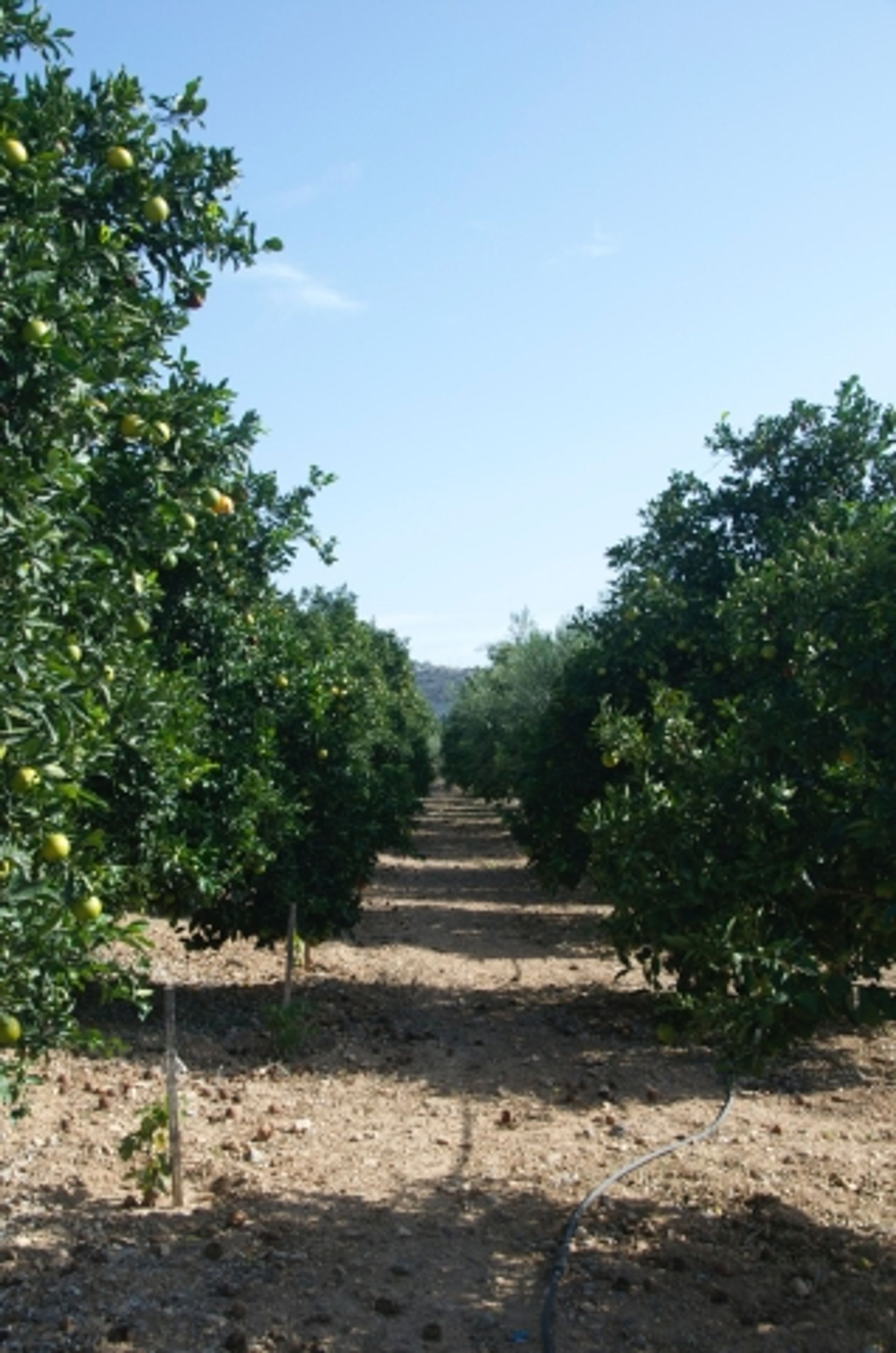 Terra no Palodeia, Lemesos 11845058