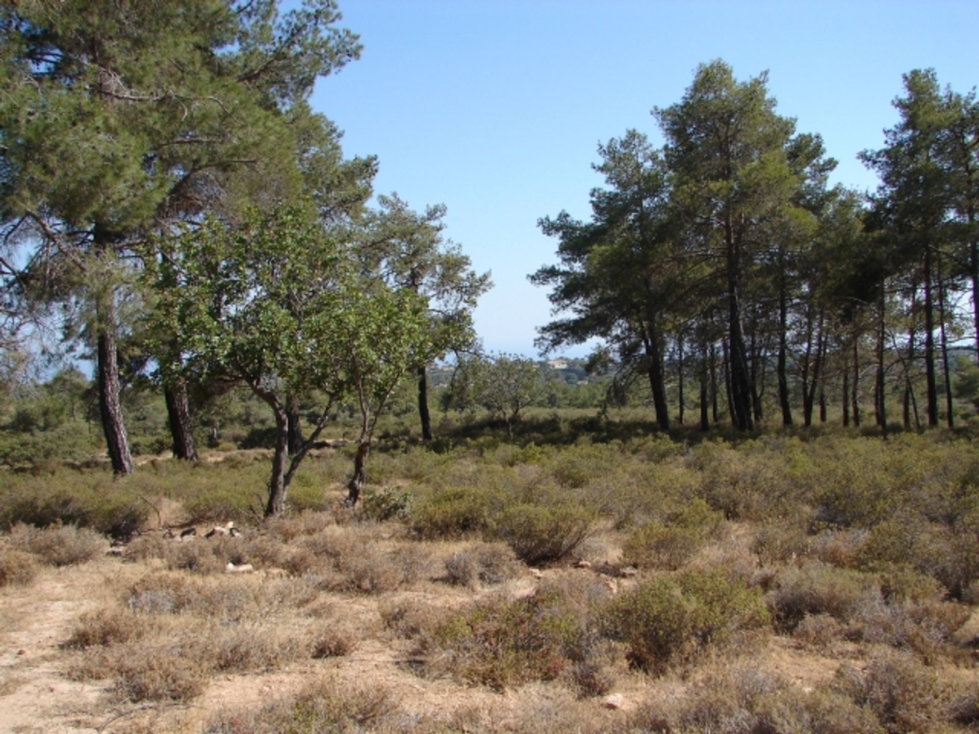 Land i Soularavia, Lemesos 11847562