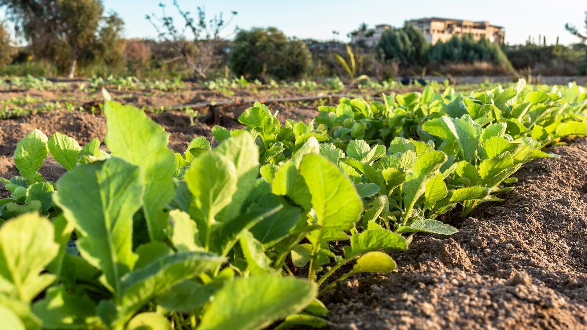 सम्मिलित में Ciudad de México, 66 Jardineros 11854463