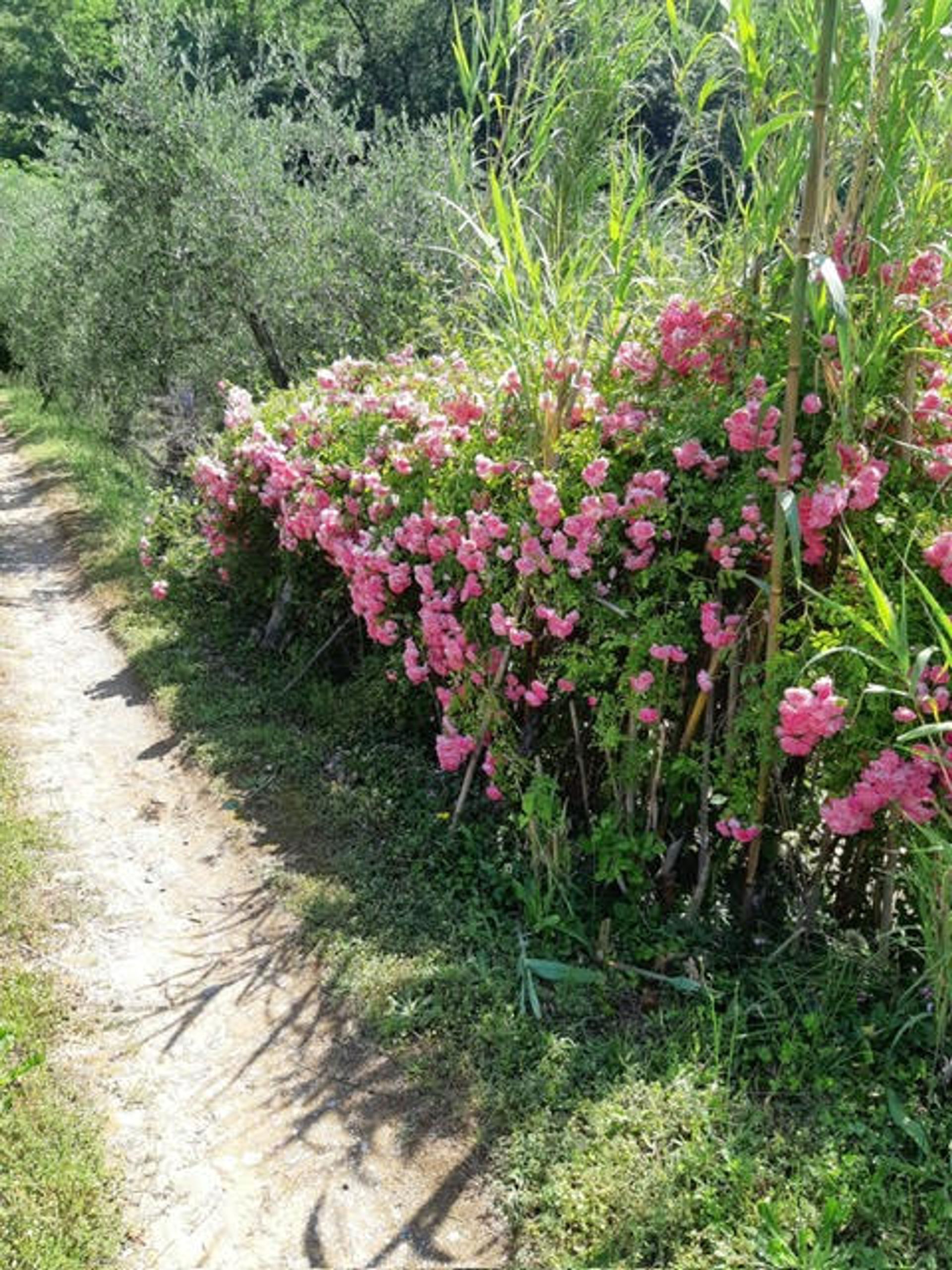 loger dans Montevettolini, Tuscany 11858336