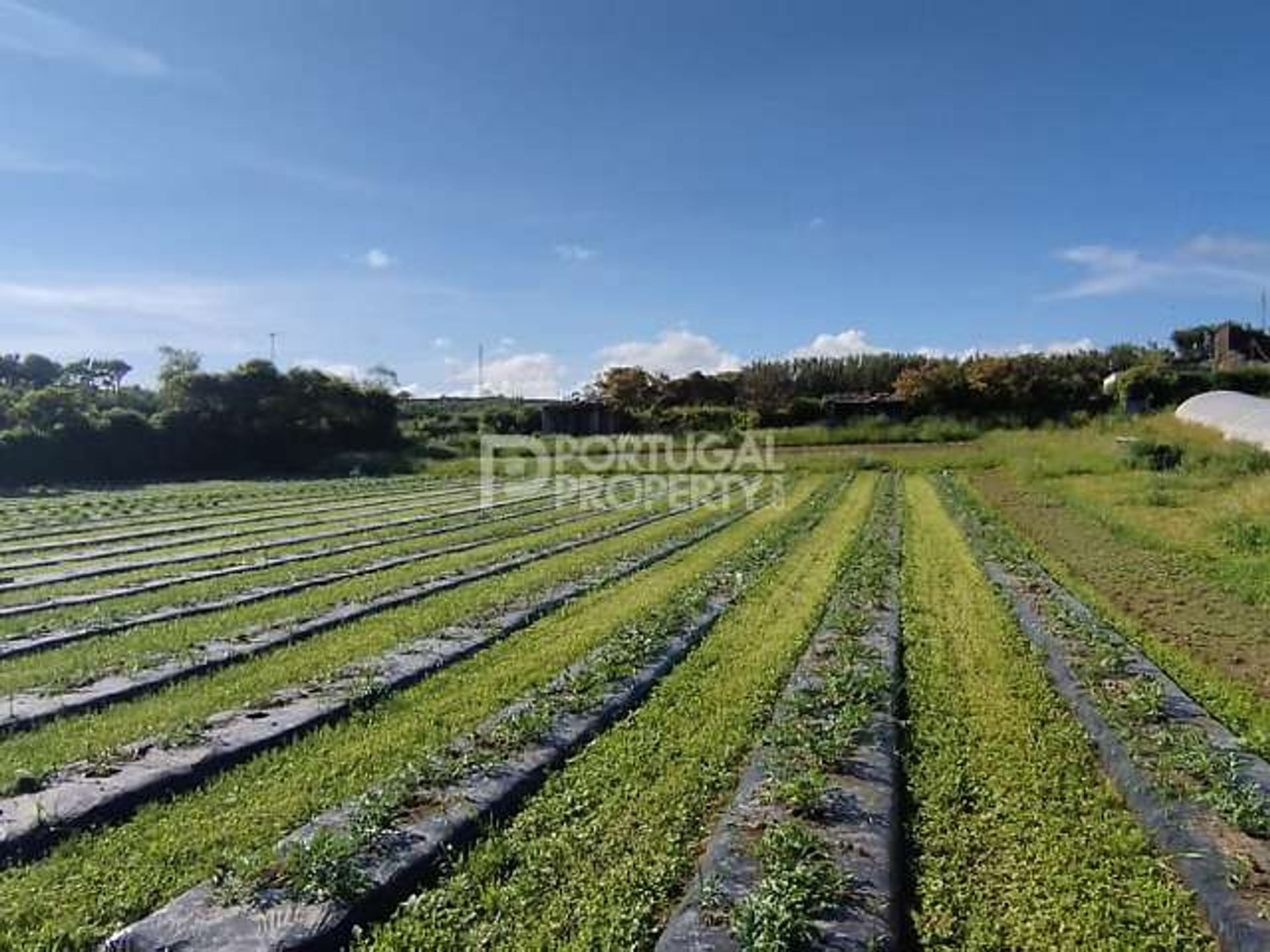 Jord i Ponta Delgada, Azorerne 11866458