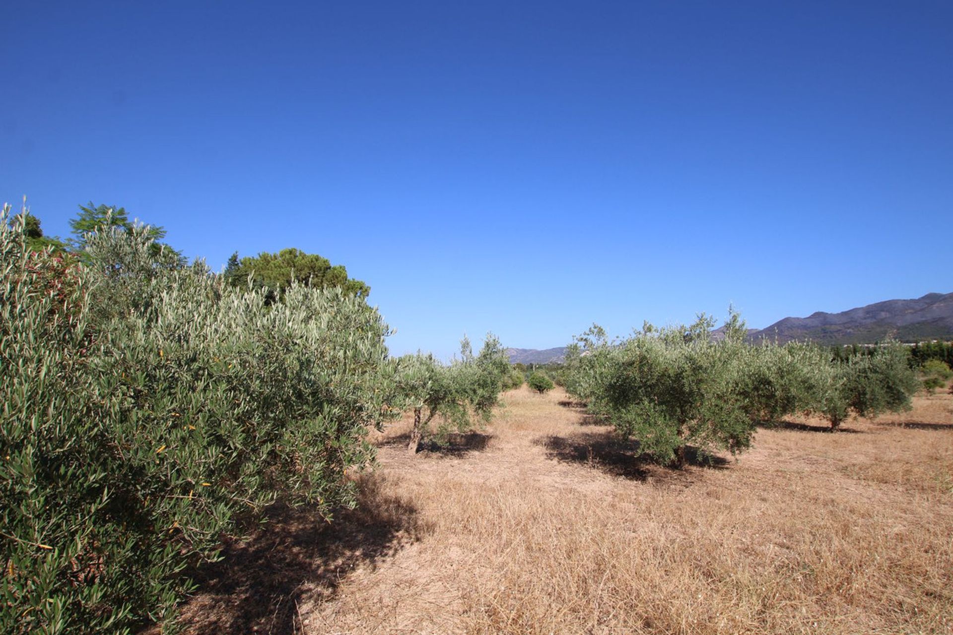 House in Alhaurin el Grande, Andalusia 11876952