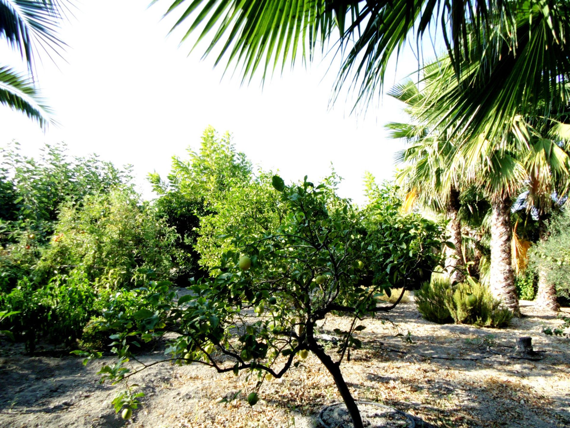 loger dans , Andalucía 11877272