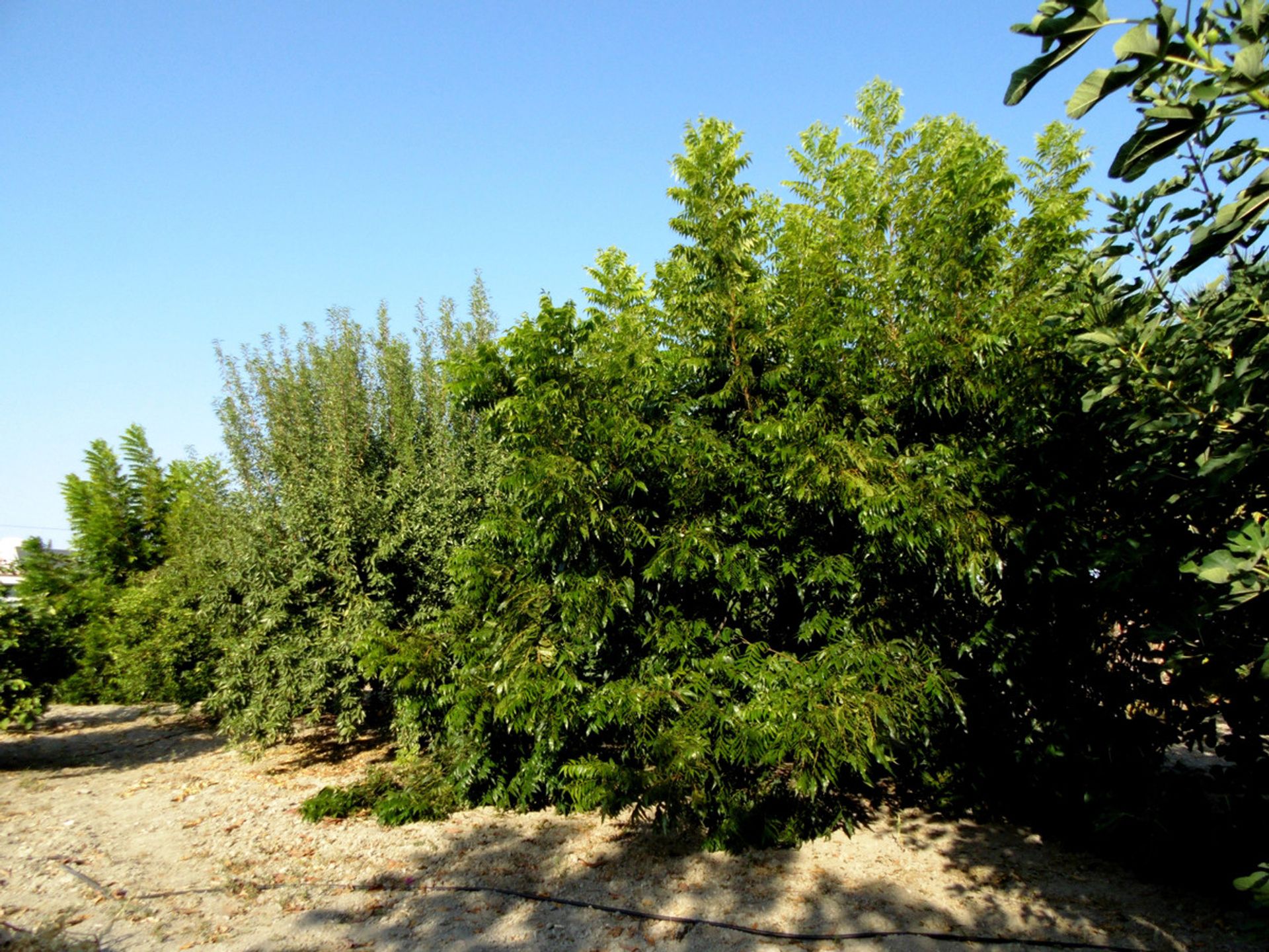 loger dans , Andalucía 11877272