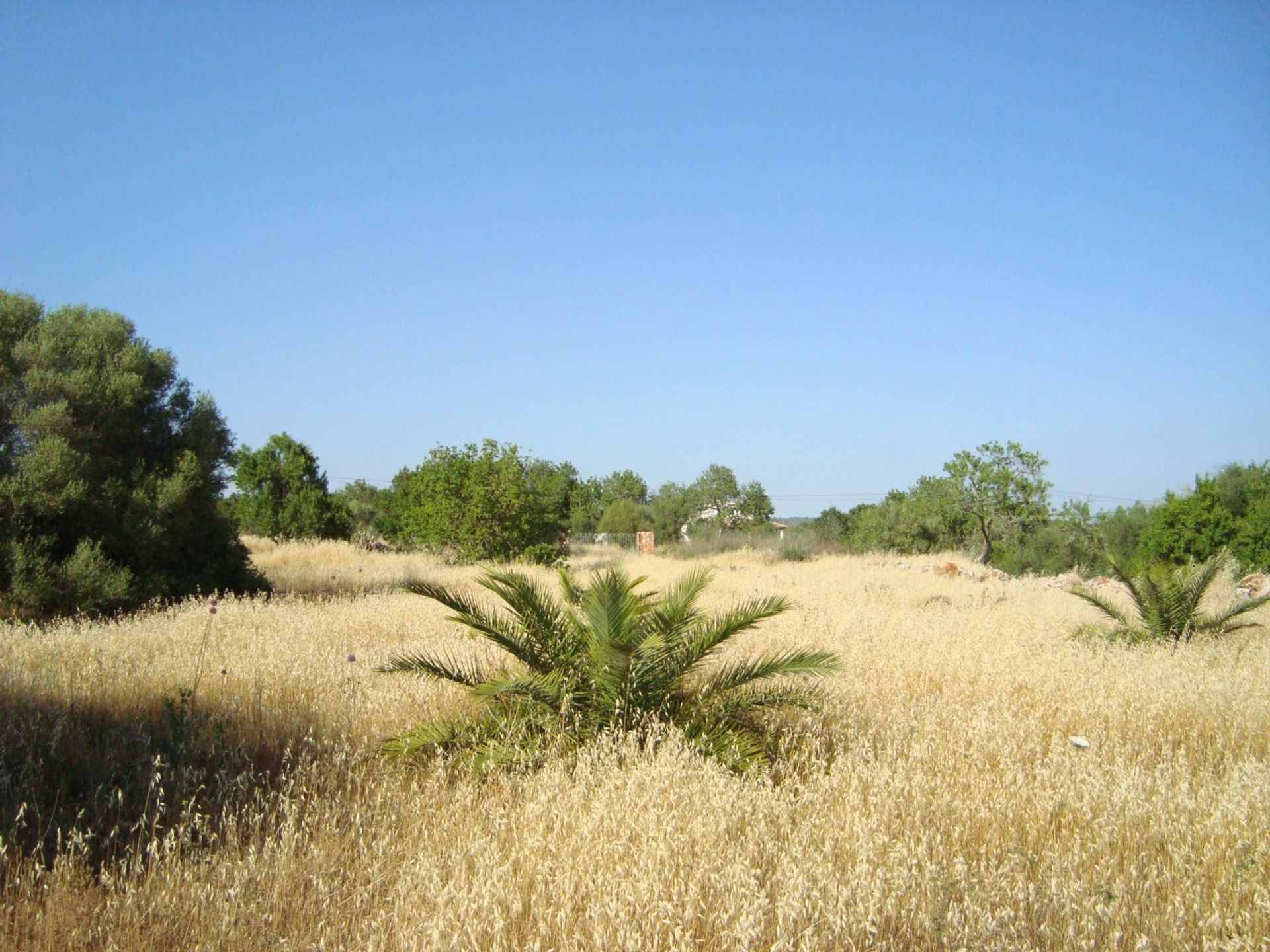 Tanah dalam Campos del Puerto, Kepulauan Balearic 11889224