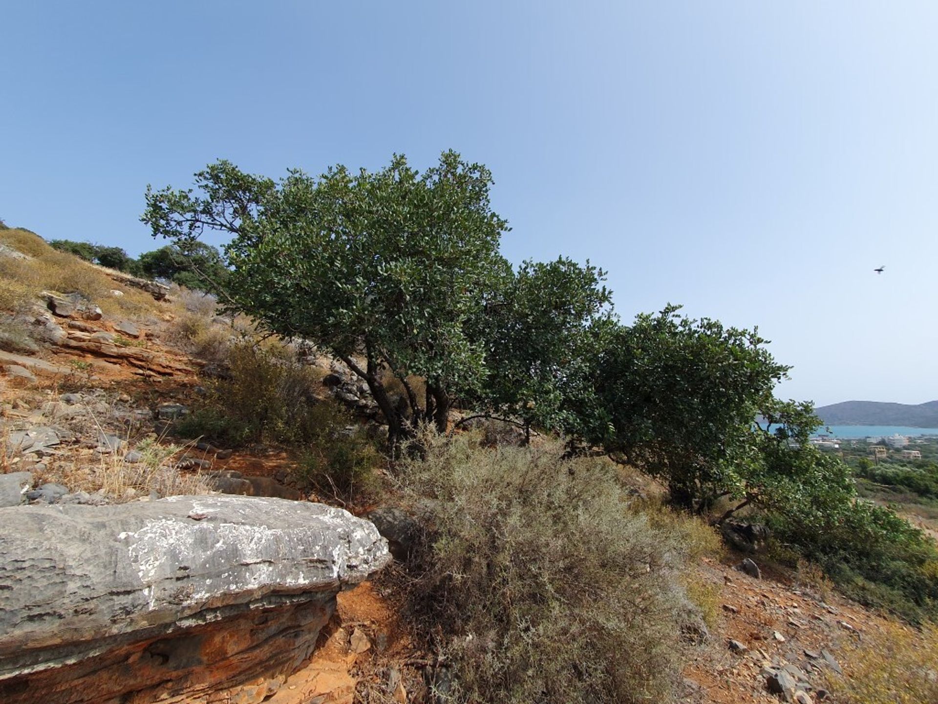 Land in Atsimpraga, Kriti 11914314